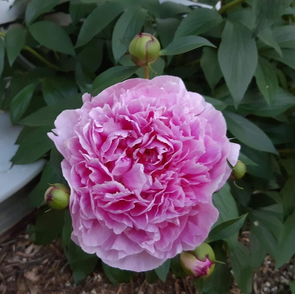 Meet your Posher, Jeanette